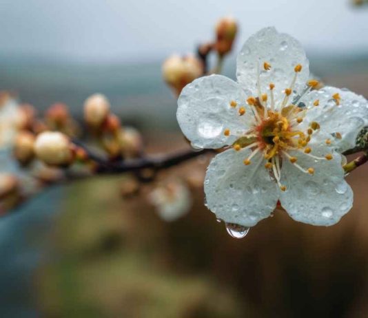 Lluvias primaverales podrían dañar la floración de frutales afectando su producción