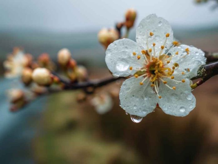 Lluvias primaverales podrían dañar la floración de frutales afectando su producción