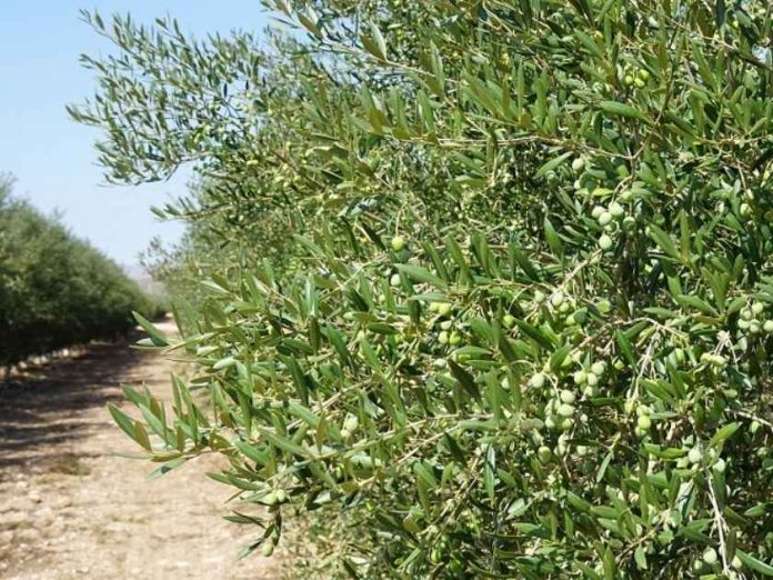 Los aminoácidos de síntesis y la resiliencia metabólica en cultivos de alto rendimiento Los aminoácidos de síntesis y la resiliencia metabólica en cultivos de alto rendimiento