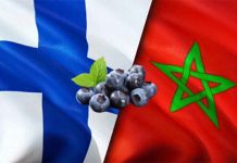 Marruecos fortalece su posición en Finlandia mientras las importaciones de arándanos crecen 62%