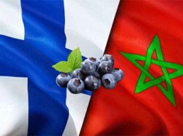 Marruecos fortalece su posición en Finlandia mientras las importaciones de arándanos crecen 62%