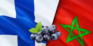Marruecos fortalece su posición en Finlandia mientras las importaciones de arándanos crecen 62%