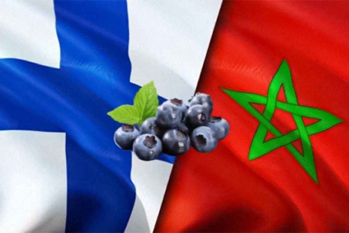 Marruecos fortalece su posición en Finlandia mientras las importaciones de arándanos crecen 62%