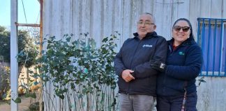 Noticia: Más de 2.300 árboles nativos entregó el Programa de Emergencia de...