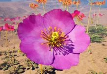 Muestra inmersiva permite “explorar” la visión de las abejas en flores nativas Muestra inmersiva permite “explorar” la visión de las abejas en flores nativas