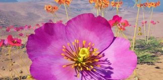 Muestra inmersiva permite “explorar” la visión de las abejas en flores nativas Muestra inmersiva permite “explorar” la visión de las abejas en flores nativas
