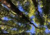 Reportaje | No todos los bosques de roble resisten igual la sequía: estudio entrega claves para restaurar los bosques del futuro No todos los bosques de roble resisten igual la sequía