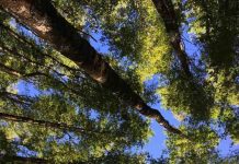 Reportaje | No todos los bosques de roble resisten igual la sequía: estudio entrega claves para restaurar los bosques del futuro No todos los bosques de roble resisten igual la sequía
