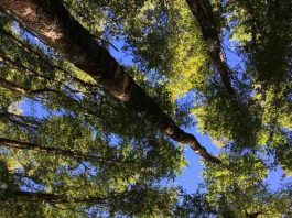 Reportaje | No todos los bosques de roble resisten igual la sequía: estudio entrega claves para restaurar los bosques del futuro No todos los bosques de roble resisten igual la sequía