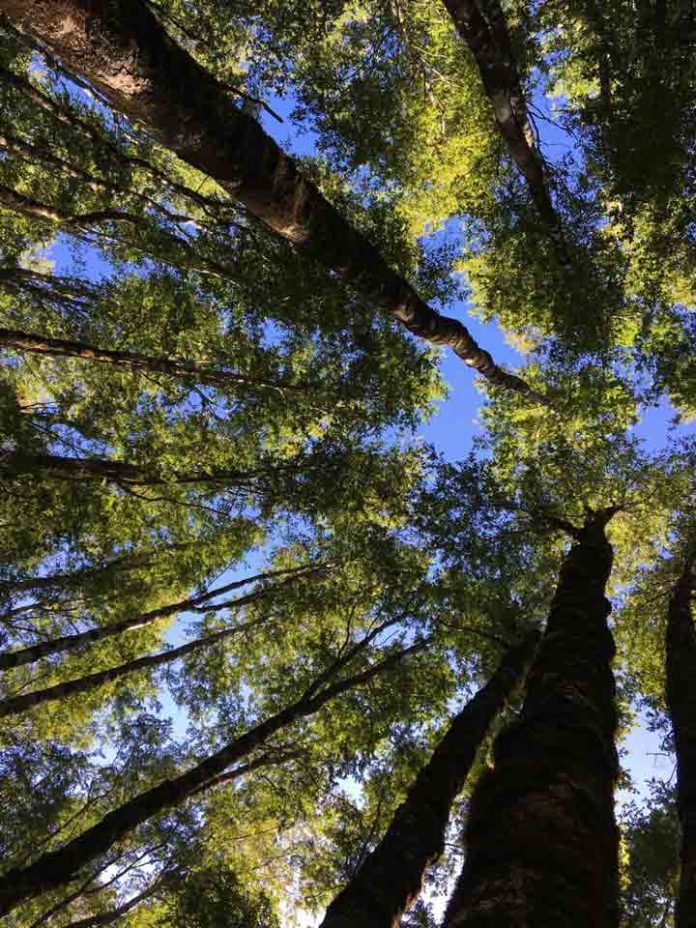 No todos los bosques de roble resisten igual la sequía