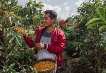 Norte y centro: sostienen el crecimiento de las exportaciones de café peruano Norte y centro: sostienen el crecimiento de las exportaciones de café peruano