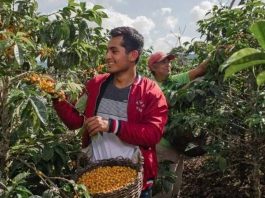 Norte y centro: sostienen el crecimiento de las exportaciones de café peruano Norte y centro: sostienen el crecimiento de las exportaciones de café peruano