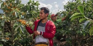 Norte y centro: sostienen el crecimiento de las exportaciones de café peruano