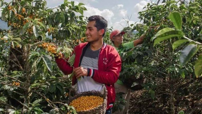 Norte y centro: sostienen el crecimiento de las exportaciones de café peruano Norte y centro: sostienen el crecimiento de las exportaciones de café peruano