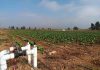 Pequeños agricultores del Norte Chico podrán postular a concurso de la Ley de Riego para proyectos no seleccionados