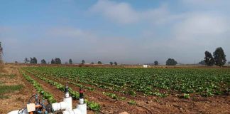 Pequeños agricultores del Norte Chico podrán postular a concurso de la Ley de Riego para proyectos no seleccionados Pequeños agricultores del Norte Chico podrán postular a concurso de la Ley de Riego para proyectos no seleccionados