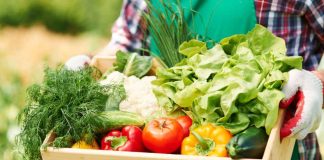 Pérdida y desperdicio de alimentos: especialista UOH advierte su impacto en el agua, el suelo y la energía
