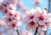Primavera más lluviosa: efectos posibles en la fruticultura y en el agua de riego Primavera más lluviosa efectos posibles en la fruticultura y en el agua de riego