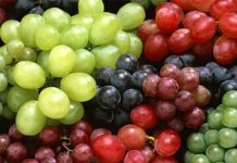 Primera Estimación de la Temporada 2026-27: En torno a 16% crecerían los envíos de uvas de mesa chilena al mundo con una participación del 72% de variedades licenciadas Primera Estimación de la Temporada 2026-27: En torno a 16% crecerían los envíos de uvas de mesa chilena al mundo con una participación del 72% de variedades licenciadas