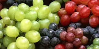 Primera Estimación de la Temporada 2026-27: En torno a 16% crecerían los envíos de uvas de mesa chilena al mundo con una participación del 72% de variedades licenciadas Primera Estimación de la Temporada 2026-27: En torno a 16% crecerían los envíos de uvas de mesa chilena al mundo con una participación del 72% de variedades licenciadas