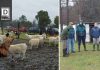 Productores caprinos fortalecen su producción con apoyo técnico y nuevas tecnologías en Lago Verde