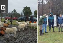 Productores caprinos fortalecen su producción con apoyo técnico y nuevas tecnologías en Lago Verde