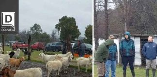 Productores caprinos fortalecen su producción con apoyo técnico y nuevas tecnologías en Lago Verde Productores caprinos fortalecen su producción con apoyo técnico y nuevas tecnologías en Lago Verde