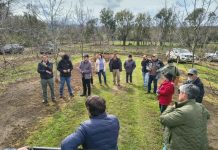 Productores de Malleco conocen en terreno nuevas tecnologías para prevenir enfermedades del castaño Productores de Malleco conocen en terreno nuevas tecnologías para prevenir enfermedades del castaño