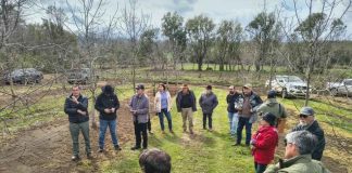 Productores de Malleco conocen en terreno nuevas tecnologías para prevenir enfermedades del castaño Productores de Malleco conocen en terreno nuevas tecnologías para prevenir enfermedades del castaño