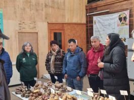 Productores de papa de la localidad de Nogales realizaron visita técnica a la UACh Productores de papa de la localidad de Nogales realizaron visita técnica a la UACh