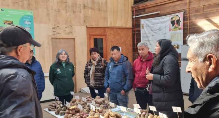 Productores de papa de la localidad de Nogales realizaron visita técnica a la UACh