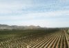 ¿Qué factores están impulsando el valor del suelo agrícola en Chile? ¿Qué factores están impulsando el valor del suelo agrícola en Chile?