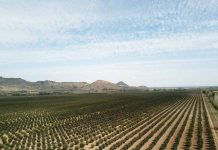 ¿Qué factores están impulsando el valor del suelo agrícola en Chile? ¿Qué factores están impulsando el valor del suelo agrícola en Chile?