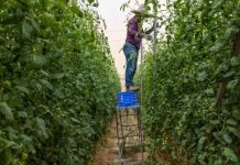 Reportaje | Cierre de plantas desalinizadoras agrava la crisis agrícola en Israel Reportaje | Cierre de plantas desalinizadoras agrava la crisis agrícola en Israel