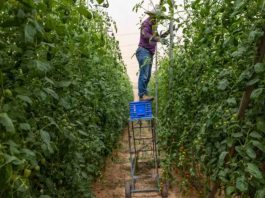 Reportaje | Cierre de plantas desalinizadoras agrava la crisis agrícola en Israel Reportaje | Cierre de plantas desalinizadoras agrava la crisis agrícola en Israel