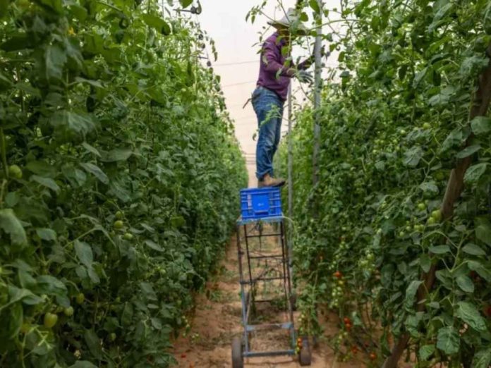 Reportaje Cierre de plantas desalinizadoras agrava la crisis agrícola en Israel Reportaje | Cierre de plantas desalinizadoras agrava la crisis agrícola en Israel