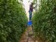 Reportaje | Cierre de plantas desalinizadoras agrava la crisis agrícola en Israel