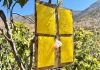 SAG da por terminada campaña contra la mosca de la fruta en Tocopilla tras tres ciclos sin nuevas capturas SAG da por terminada campaña contra la mosca de la fruta en Tocopilla tras tres ciclos sin nuevas capturas
