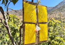 SAG da por terminada campaña contra la mosca de la fruta en Tocopilla tras tres ciclos sin nuevas capturas SAG da por terminada campaña contra la mosca de la fruta en Tocopilla tras tres ciclos sin nuevas capturas