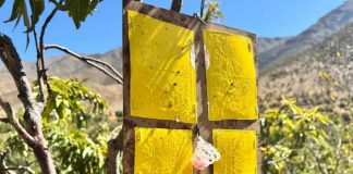 SAG da por terminada campaña contra la mosca de la fruta en Tocopilla tras tres ciclos sin nuevas capturas SAG da por terminada campaña contra la mosca de la fruta en Tocopilla tras tres ciclos sin nuevas capturas