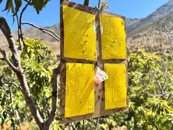 SAG da por terminada campaña contra la mosca de la fruta en Tocopilla tras tres ciclos sin nuevas capturas SAG da por terminada campaña contra la mosca de la fruta en Tocopilla tras tres ciclos sin nuevas capturas
