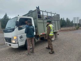 SAG refuerza llamado a cumplir las exigencias de trazabilidad y bienestar animal durante Fiestas Patrias SAG refuerza llamado a cumplir las exigencias de trazabilidad y bienestar animal durante Fiestas Patrias