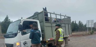 SAG refuerza llamado a cumplir las exigencias de trazabilidad y bienestar animal durante Fiestas Patrias SAG refuerza llamado a cumplir las exigencias de trazabilidad y bienestar animal durante Fiestas Patrias