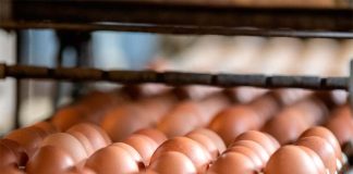 Noticia: Encuentro Chileno del Huevo 2026 para potenciar la innovación y el...