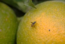 Subsecretario de Agricultura anuncia renovación del Seguro Colectivo Catastrófico para Mosca de la Fruta Subsecretario de Agricultura anuncia renovación del Seguro Colectivo Catastrófico para Mosca de la Fruta