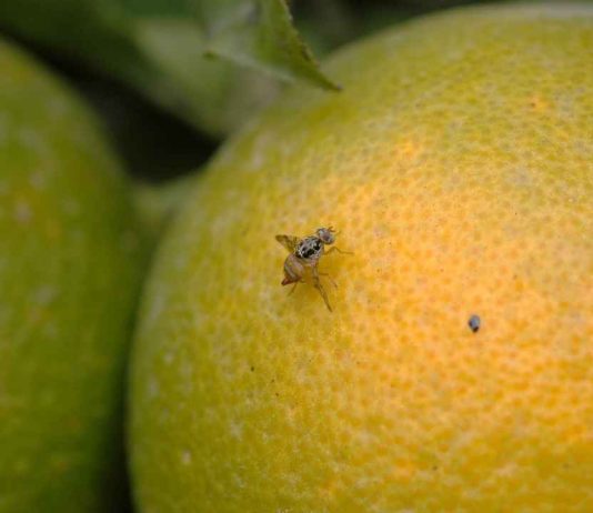 Subsecretario de Agricultura anuncia renovación del Seguro Colectivo Catastrófico para Mosca de la Fruta