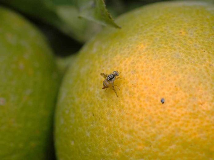 Subsecretario de Agricultura anuncia renovación del Seguro Colectivo Catastrófico para Mosca de la Fruta Subsecretario de Agricultura anuncia renovación del Seguro Colectivo Catastrófico para Mosca de la Fruta
