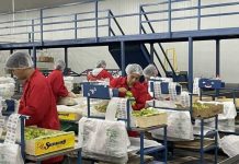 Subsidio unificado al empleo, Previgestion te explica todo sobre este beneficio que entrega el Gobierno Subsidio unificado al empleo, Previgestion te explica todo sobre este beneficio que entrega el Gobierno