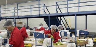 Subsidio unificado al empleo, Previgestion te explica todo sobre este beneficio que entrega el Gobierno Subsidio unificado al empleo, Previgestion te explica todo sobre este beneficio que entrega el Gobierno