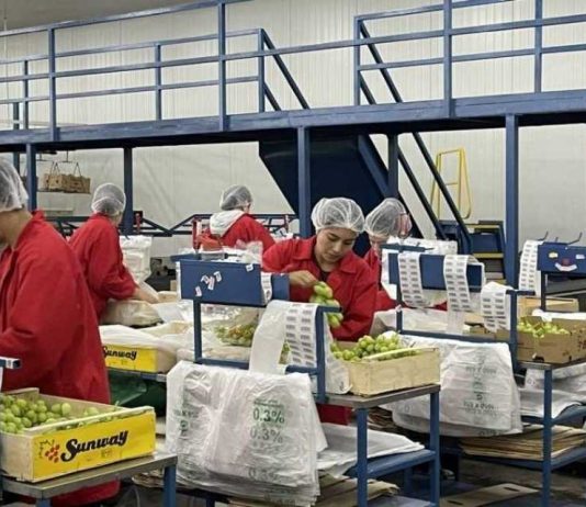 Subsidio unificado al empleo, Previgestion te explica todo sobre este beneficio que entrega el Gobierno Subsidio unificado al empleo, Previgestion te explica todo sobre este beneficio que entrega el Gobierno